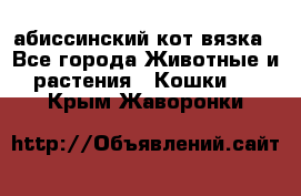 абиссинский кот вязка - Все города Животные и растения » Кошки   . Крым,Жаворонки